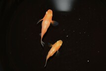 ◆現物出品◆ 朱天皇 ダルマ 紅帝ダルマ ヒカリ体型 メダカ 若魚 雄1 雌1 【上毛めだか倶楽部】(509)_画像4