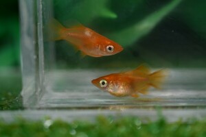 ◆現物出品◆ 朱天皇 ダルマ 紅帝ダルマ ヒカリ体型 メダカ 若魚 雄1 雌1 【上毛めだか倶楽部】(507)