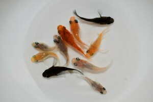 ◇◆上毛めだか倶楽部◆◇(現物出品) ダルマ 半ダルマ メダカ ミックス 若魚 10匹 (517) 