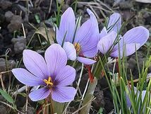 即決☆地植クロッカス球根５個セット☆紫色又は白色の花☆高さ10～13ｃｍ位☆第４種郵便☆_画像2