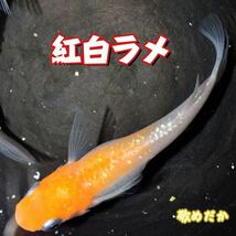 紅白ラメ　稚魚　１０匹　オマケ付き　紅白　ラメ　メダカ　めだか　赤　白　アマテラス　丹頂　敬めだか_画像2