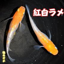 紅白ラメ　稚魚　１０匹　オマケ付き　紅白　ラメ　メダカ　めだか　赤　白　アマテラス　丹頂　敬めだか_画像5