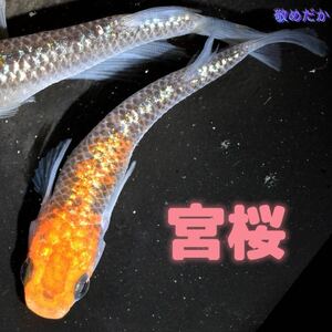 宮桜　稚魚　１０匹　オマケ付き　ラメ　メダカ　めだか　夜桜　ユリシス　丹頂　ブルー　月弓　青　敬めだか