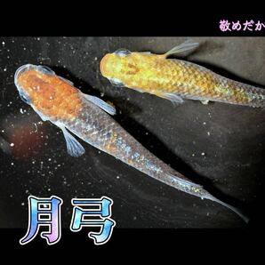 月弓 稚魚 １０匹 オマケ 付き めだか メダカ 夜桜 ユリシス レクリス 舞 丹頂 ラメ ラメメダカ 鱗 ブルー 青ラメ 青  の画像2