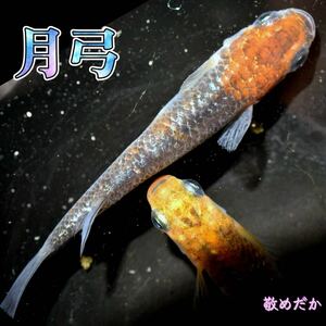 月弓　稚魚　１０匹　オマケ　付き　めだか　メダカ　夜桜　ユリシス　レクリス　舞　丹頂　ラメ　ラメメダカ　鱗　ブルー　青ラメ　青　　