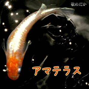 アマテラス 稚魚１０匹 紅白 体外光 メダカ めだか 鱗光 敬めだかの画像5