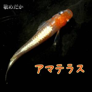 アマテラス 稚魚１０匹 紅白 体外光 メダカ めだか 鱗光 敬めだかの画像3