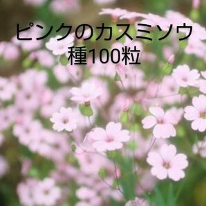 かすみ草ピンク種100粒+α