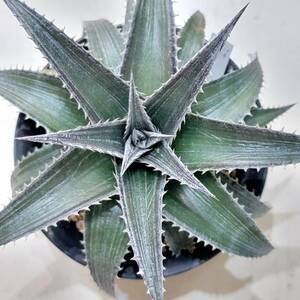 入手困難　ディッキア　メタルストライプス　Dyckia Metal Stripes　子株　　カキコ25