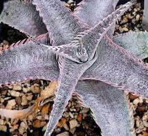 ピンク　ディッキア　ピンクスパイン　Dyckia ML pink spine　子株　ベアルート　　整理1-19_画像2