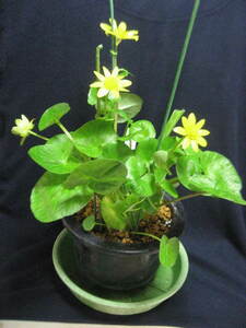 ◆山野草　美しい黄色花　　リュウキンカ/立金花(1)　H=45　6号鉢植え