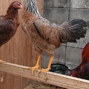 薩摩鶏 有精卵 4個 食用卵 種卵の画像3