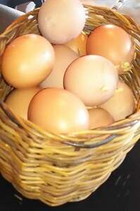 Boris Brown Chicken Egg 20 штук (король акадамы)