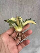 【GAR園藝】C-4 特選 アガベ 多肉植物 フェロックス 錦 縞斑 鮮明錦 極上美株 _画像5