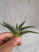 【GAR園藝】U-35 特選 アガベ 多肉植物 チタノタ帝君 agave emperor 狂刺 背棘 激レア高級品種 強棘株 70株_画像4