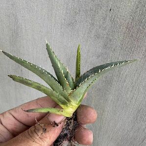 【GAR園藝】R-2 特選 アガベ 多肉植物 チタノタ帝君 agave emperor 狂刺 背棘 激レア高級品種 強棘株 50株の画像5