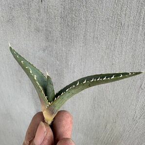 【GAR園藝】R-2 特選 アガベ 多肉植物 チタノタ帝君 agave emperor 狂刺 背棘 激レア高級品種 強棘株 50株の画像4