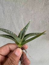 【GAR園藝】R-3 特選 アガベ 多肉植物 チタノタ帝君 agave emperor 狂刺 背棘 激レア高級品種 強棘株 70株_画像5