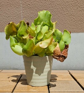 食虫植物　サラセニア　プルプレア（Sarracenia purpurea ssp. venosa var. burkei f. luteola）