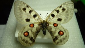 【大型】アポロウスバシロチョウ/Parnassius apollo/中国.新疆ウイグル自治区.新源(産地)/♀