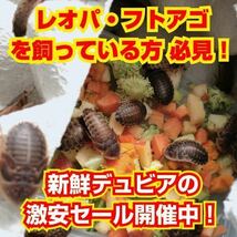 【デュビア成虫メス】1000匹＊送料無料！_画像3