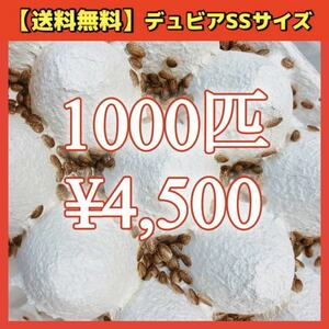 【デュビアSS】1000匹＊送料無料！スピード配送！