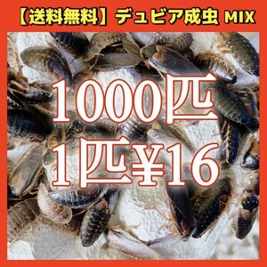 【デュビア成虫♀8:2♂】1000匹＊送料無料！