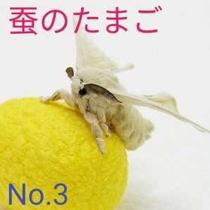 No.3蚕卵　かいこ　カイコ　自由研究　虫