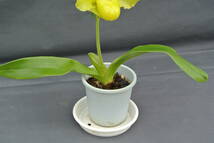 【洋蘭パフィオ】Paph.Tsukuba Sea`Thanks’GM/JOGA×Miya Green Jamboree`Elephant'SSM/JOGA_画像2