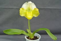 【洋蘭パフィオ】Paph.Tsukuba Sea`Thanks’GM/JOGA×Miya Green Jamboree`Elephant'SSM/JOGA_画像4