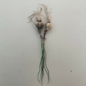 G68 貴重植物 Gethyllis verticillata ゲチリス ベルティシラータ 2株