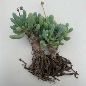 G75 オトンナ・クラビフォリア 実生株 Othonna clavifolia 検索用 コーデックス 塊根植物 2株