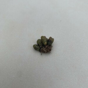 G124 コノフィツム　Conophytum rugosum 　多肉植物 (写真の苗全部) 5点