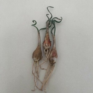 G267 貴重植物 異種 Gethyllis verticillata ゲチリス ベルティシラータ 3株 