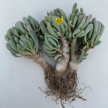 G560 オトンナ・クラビフォリア 実生株 Othonna clavifolia 検索用 コーデックス 塊根植物 3株_画像1