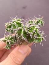 ユーフォルビア　ミトリフォルミス　Euphorbia mitriformis　ソマリア　2_画像3