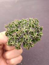 ユーフォルビア　ミトリフォルミス　Euphorbia mitriformis　ソマリア　3_画像3