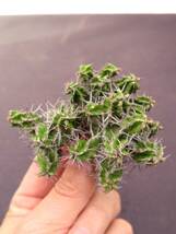 ユーフォルビア　ミトリフォルミス　Euphorbia mitriformis　ソマリア　4_画像3
