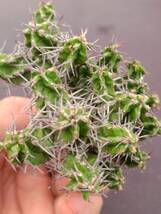 ユーフォルビア　ミトリフォルミス　Euphorbia mitriformis　ソマリア　4_画像4