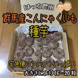 群馬産こんにゃく芋　種芋　コンパクトいっぱい