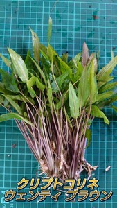  Cryptocoryne wenti Brown half underwater leaf 5 stock 