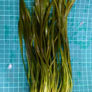 バリスネリア スピラリス 水中葉 11~20cm前後 5株の画像1