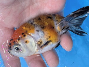 福嘉金魚 動画あり！ 今年の親に！ 上物 江戸錦 ビックサイズ イカツイ癒し系 上物 11～13センチ 加藤産 ３歳 現物 １匹 ES-4 ③-2 滋賀