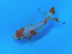 福嘉金魚 動画あり 上物 更紗和金 木下産 錦鯉のような綺麗な紅白 上見横見最高！ 9〜10センチ 当歳 現物 １匹 SSW-2 ③-1 滋賀