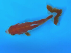  luck . goldfish animation equipped quality goods .. Japanese wakin tree under production colored carp. like beautiful . white on see width see highest! 9~10 centimeter this year actual article or goods 1 pcs SSW-22 ③-1 Shiga 