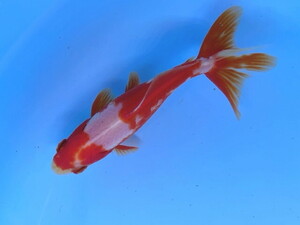 福嘉金魚 動画あり！ 上物 更紗和金 長尾産 錦鯉のような綺麗な紅白 上見横見最高！ 10〜12センチ 明け2歳 現物 １匹 SSW-10 ③-2 滋賀