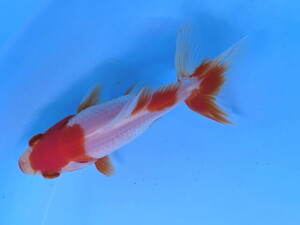  luck . goldfish animation equipped! quality goods .. Japanese wakin length tail production colored carp. like beautiful . white on see width see highest! 10~12 centimeter opening 2 -years old actual article or goods 1 pcs SSW-12 ③-2 Shiga 