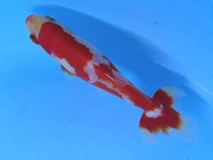 福嘉金魚 動画あり！ 上物 更紗和金 長尾産 錦鯉のような綺麗な紅白 上見横見最高！ 10〜12センチ 明け2歳 現物 １匹 SSW-15 ③-2 滋賀