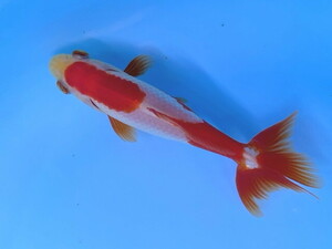 福嘉金魚 動画あり！ 上物 更紗和金 長尾産 錦鯉のような綺麗な紅白 上見横見最高！ 10〜12センチ 明け2歳 現物 １匹 SSW-4 ③-3 滋賀