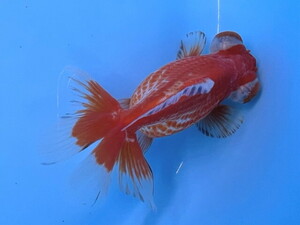 福嘉金魚 動画あり！ 上物 蝶尾 出目金 お目目がお茶目な大きな蝶尾！ 11～12センチ 2歳 現物 TD-1 滋賀